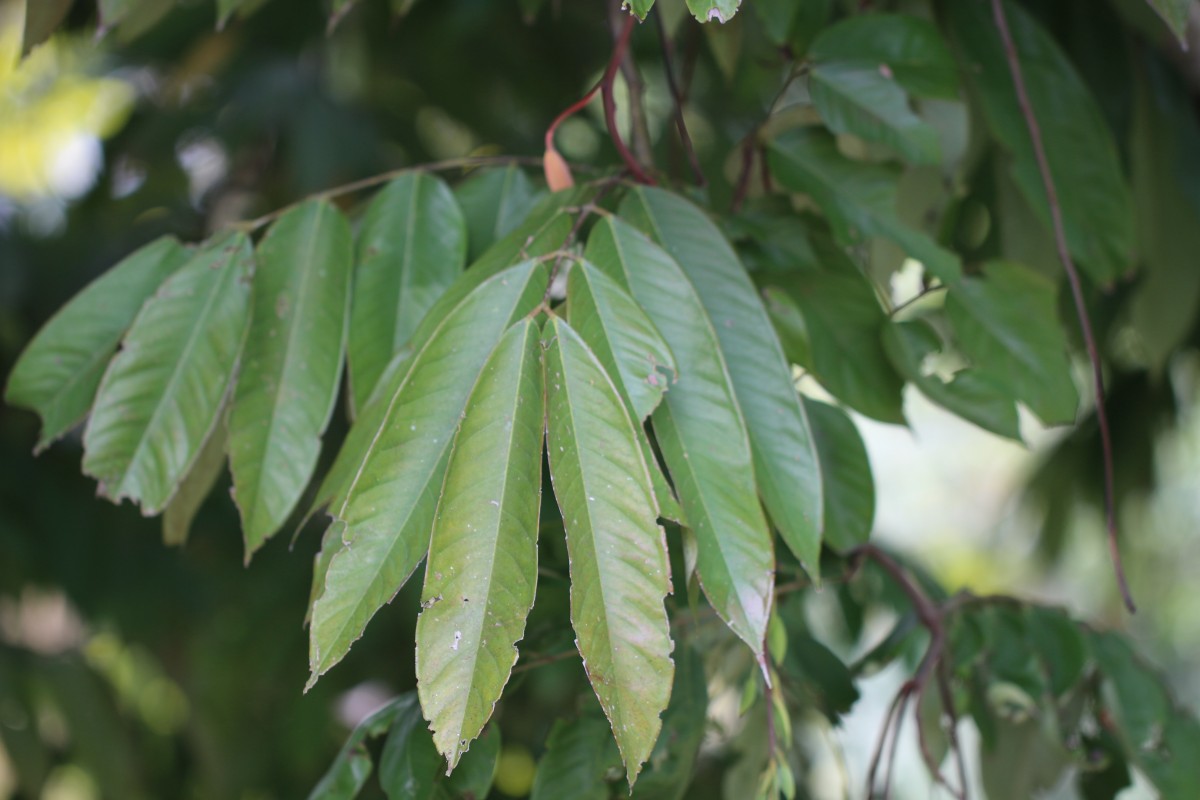 Amherstia